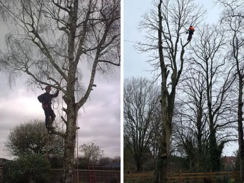 2 images side by side of 2 tree surgeons on trees