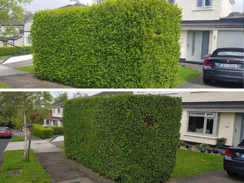 A big hedge in front of a house before and after it got trimmed