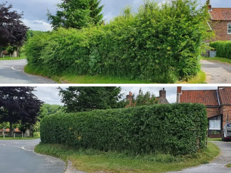 A road hedge before and after trimming service