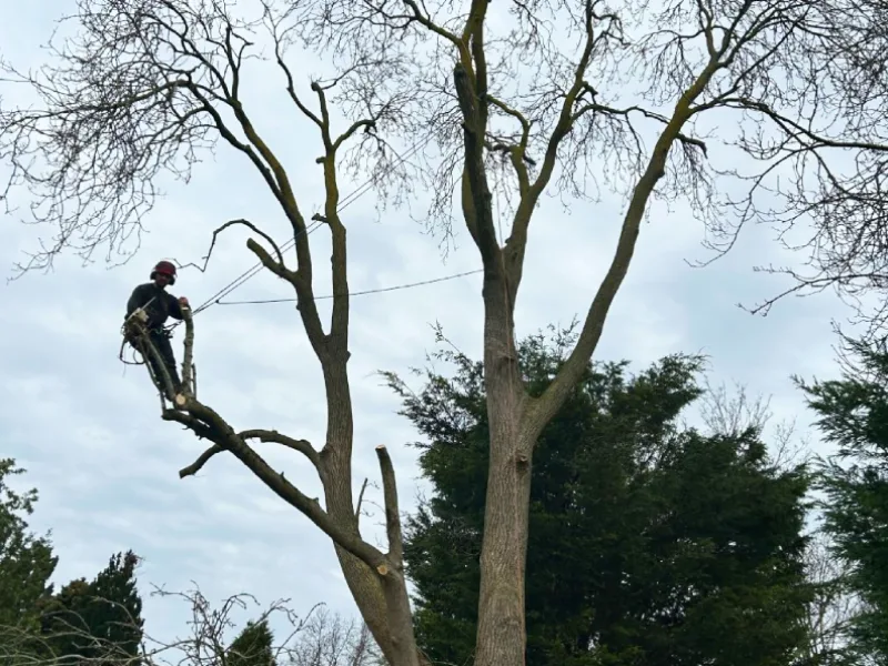 A tree surgeon on a tree cutting branches