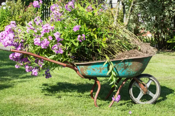 Garden wheelbarrow full of phloxes in a garden. Household plot