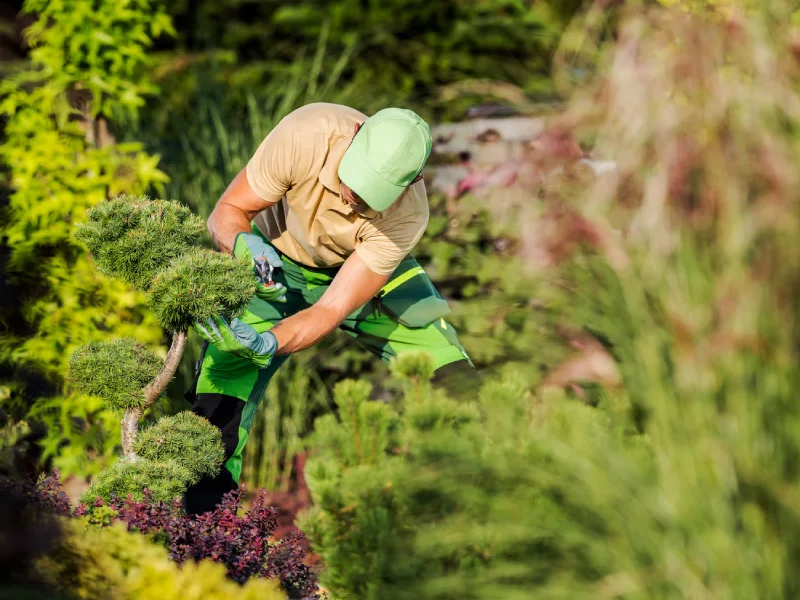 Landscaper Trimming a Topiary Tree in a Garden