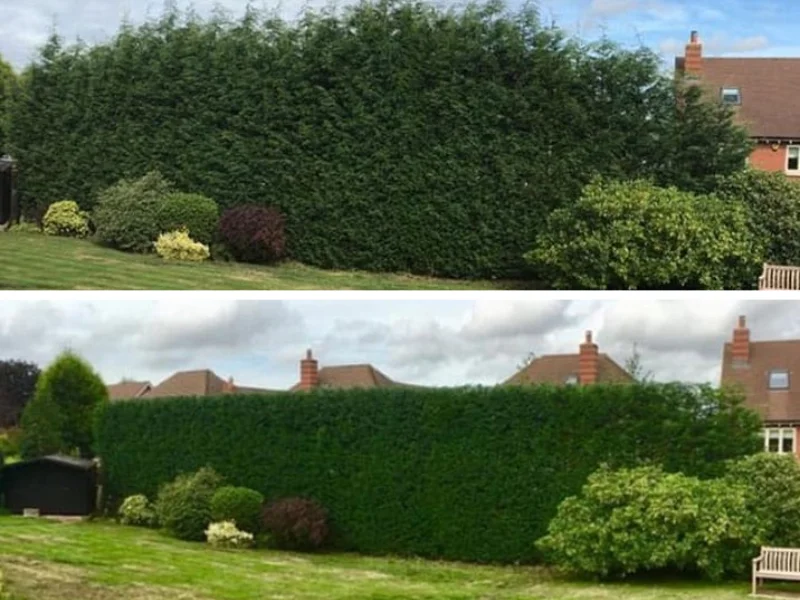 Long hedge before and after it got professional trim