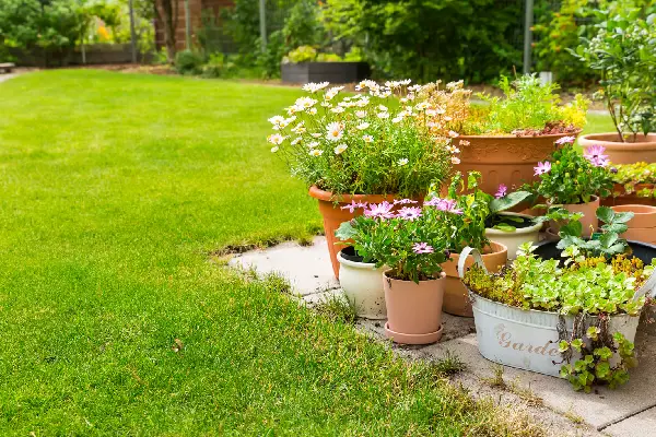 Pottet flowers, plants, vegetable and herbs on terrace or pation with green lawn