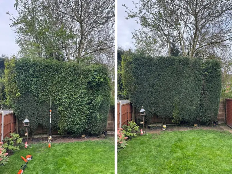 Side by side photo of hedge before and after trim