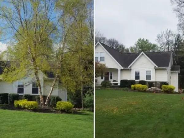 Tree before and after it got removed