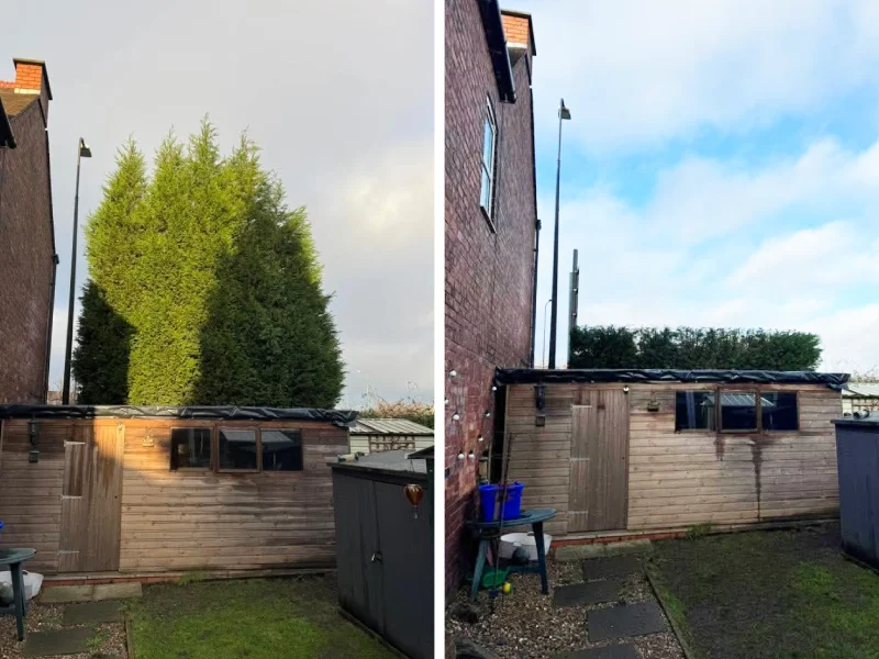 before and after a tree pruning service