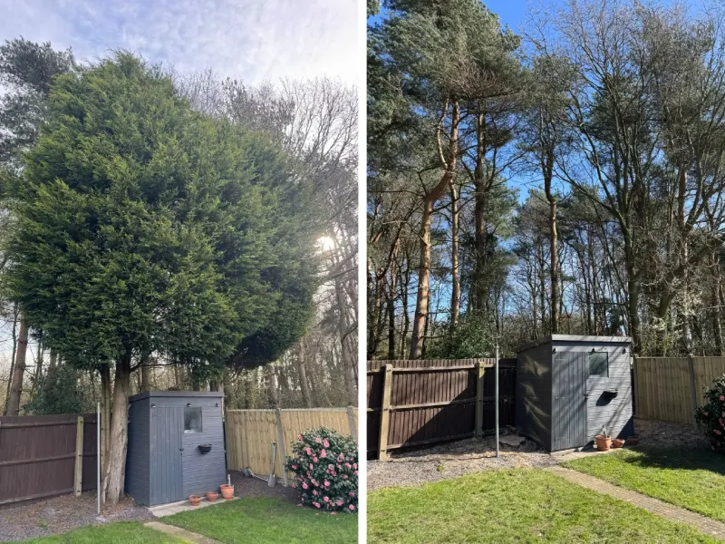 before and after a tree removal service