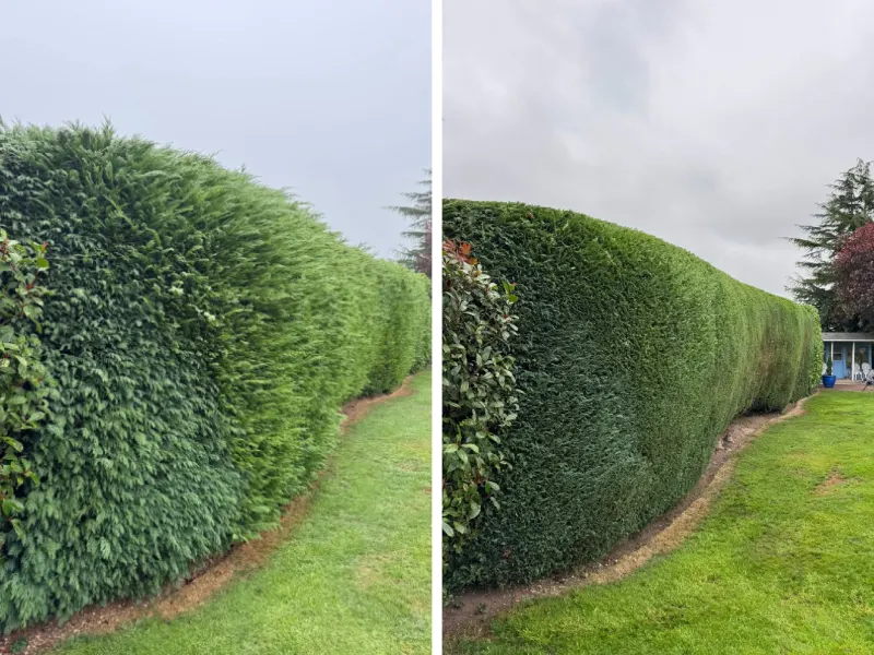 before and after a wall hedge trimming service