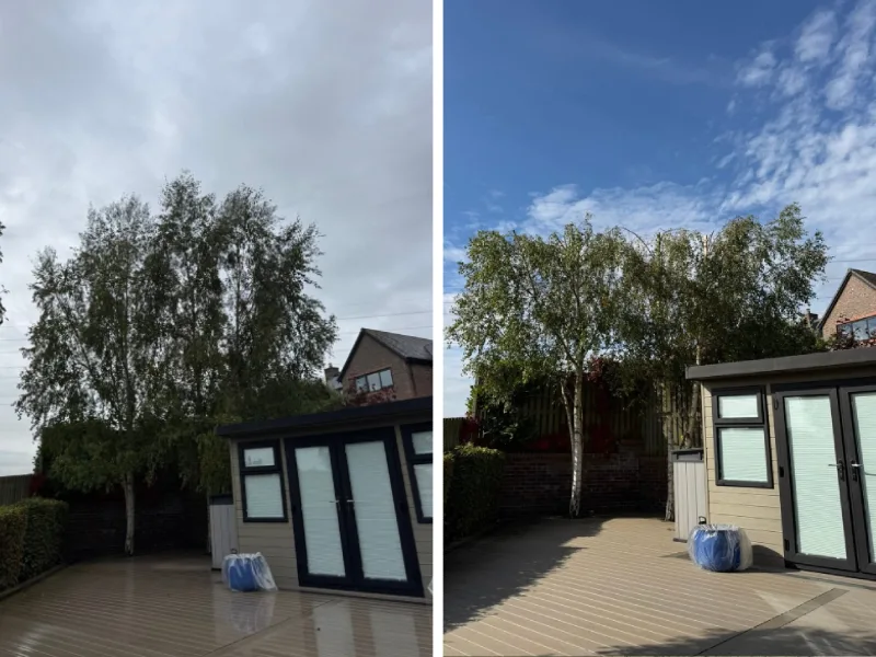before and after tree pruning