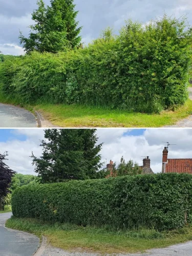 hedge trimming before and after