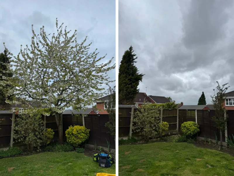 image of before and after removing a tree