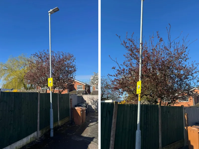 image of two trees and image of one of them removed