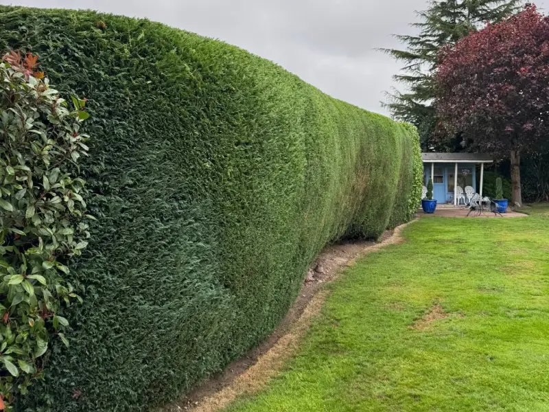 before and after a wall hedge wasmassive wall hedge freshly trimmed trimmed