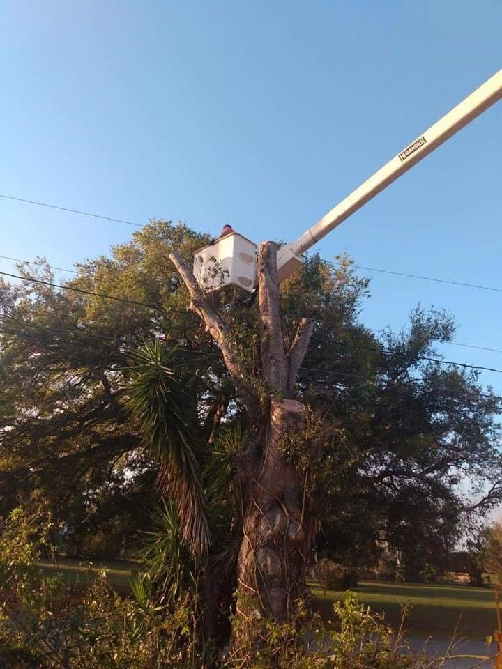 tree pruning